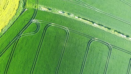 field of wheat and dramatic sky at sunset, usual rural England landscape in Yorkshire