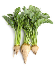 Sugar beets with leaves on white background