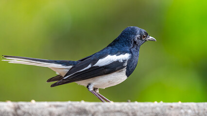 A Oriental Magpie looking down