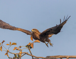 A Black Kite taking off