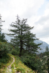 pine tree in the mountains