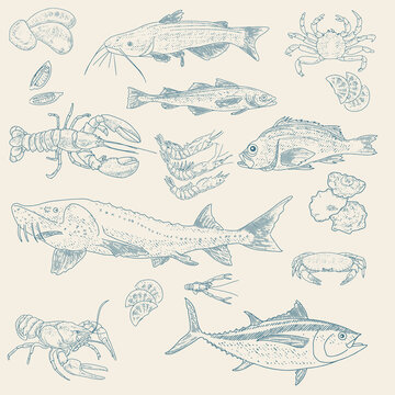 Fish and Seafood sketch. Vintage fish, shrimps, crabs, rapans, shells, oysters, mussels lobsters Sea Delicatessen Market Set