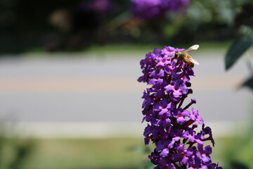 bee on lavender