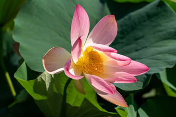 pink lotus flower