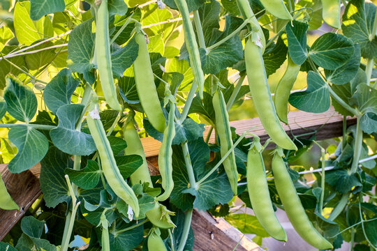Pods of peas growing in vegetable grower garden.