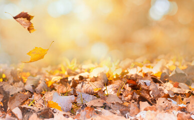 autumn background with maple leaves in the forest