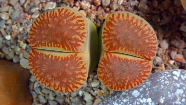 Mesembs (Lithops aucampia) South African plant from Namibia in the botanical collection of supersucculent plants