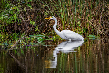 A Florida egret wades through shallow water hunting for food.
