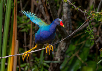 Colorful purple gallinule balances on a vine with his large yellow feet in the Everglades
