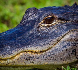 Extreme close up of a Florida Alligator's head