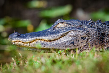 Florida alligator closeup with eyes closed resting in the sun