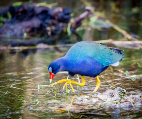Purple galinule walks on lilly pads with his large yellow feet in the Everglades