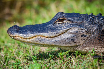 Extreme close up of Florida alligator facing left.