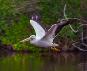 Fototapeta na wymiar White pelican takes off from pod in the Everglades