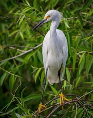 Fototapeta premium Snowy white egret with its bright yellow feet and beak during breeding season.