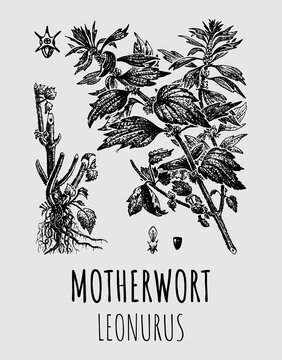 Drawing of Motherwort LEONURUS. Medicinal meadow herbal soothing plant. Used in cooking, medicine, cosmetology and other industries.