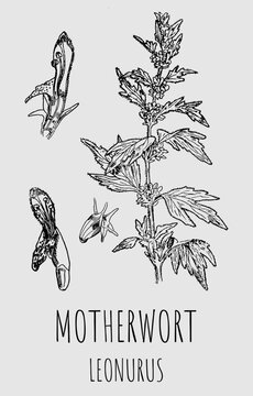 Vector drawing of Motherwort LEONURUS. Medicinal meadow herbal soothing plant. Used in cooking, medicine, cosmetology and other industries.
