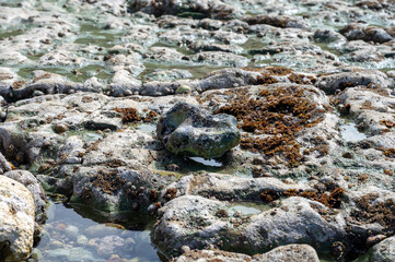 Low tide period and view on ocean bed and chalk cliffs of Porte d'Aval arch in Etretat, Normandy, France. Tourists destination.