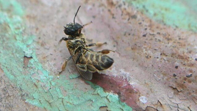 sick bee tries to get up. the bee cannot roll over on its feet.