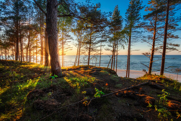 Baltic see, sunset over beach. Zachód słońca widziany z wydmy i klifu na plaży w Dębkach, nad morzem bałtyckim. Roślinność wydmowa, piasek i morskie fale stwarzają piękny widok na wybrzeże - obrazy, fototapety, plakaty