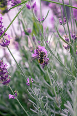 Bee on a beautiful lavender flower