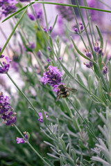 Bee on a beautiful lavender flower