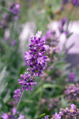 Beautiful lavender flower