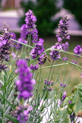 Bee on a beautiful lavender flower