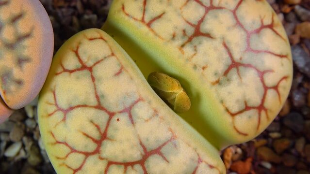 Mesembs (Lithops gracilidelineata) South African plant from Namibia in the botanical collection of supersucculent plants