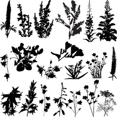 set of twenty wild herbs silhouettes isolated on white