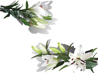 pure white two lilies branches isolated on white