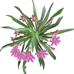 pink color blossoming plant isolated on white