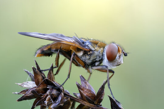 Wanzenfliege - Phasia Hemiptera