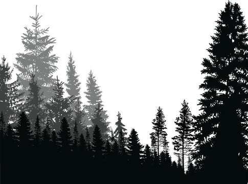 black and grey coniferous forest isolated on white