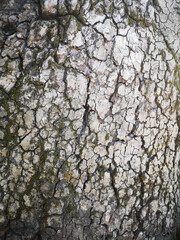 Tree Bark Textures for Graphic Designers