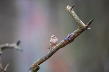 common female chaffinch