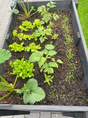 plants in a greenhouse