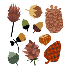 set with nuts, cones and acorns. hand drawn flat vector illustration