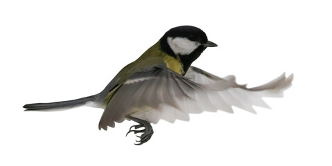 small yellow tit in flight isolated on white