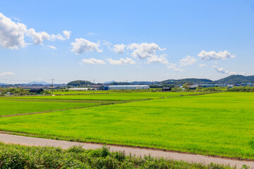 Fototapeta na wymiar Korean traditional rice farming. Korean rice farming scenery. Rice field and the sky in, Gimpo-si, Gyeonggi-do,Republic of Korea. Korean natural scenery.