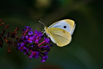 Une Piéride qui butine sur un buddleia.