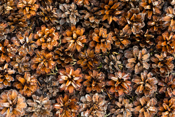 Pattern of brown and red pine cones