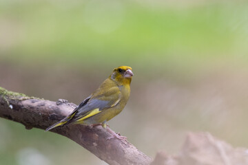 yellow and green bird - chloris chloris greenfinch