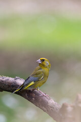 bird on a branch, greenfinch chloris chloris