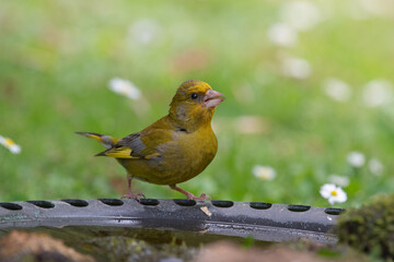 greenfinch in the grass and water