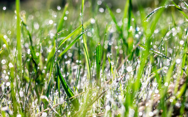 Many drops of morning dew glow and sparkle in the sun in nature. Nice bokeh circle. Texture.