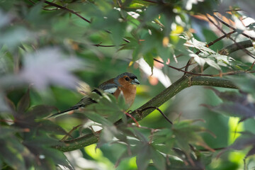 Oiseau Pinson des Arbres à l'ombre dans les feuillages d'un erable sur une branche. 