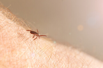 A crawling deer tick tries to bite through human skin.