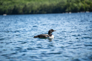 Loon bird on New Hampshire Squam Lake in lakes region
