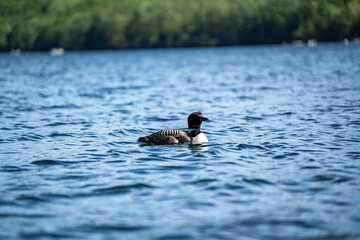 Loon bird on New Hampshire Squam Lake in lakes region